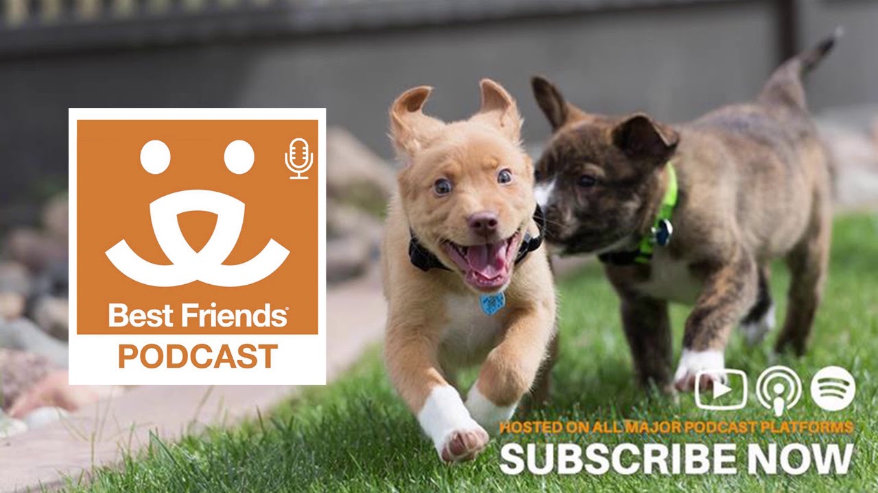 Kitten Lady Hannah Shaw on how to help kittens on the Best Friends Podcast Ep. 10