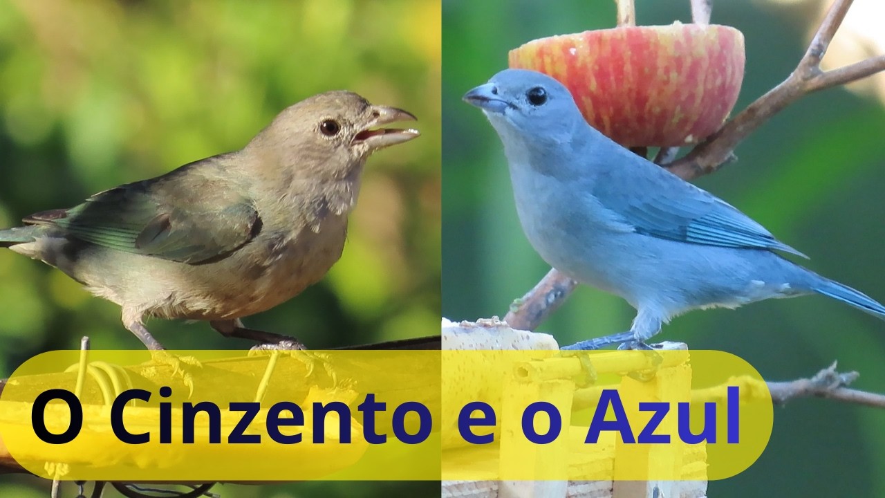 O Azul e o Cinzento