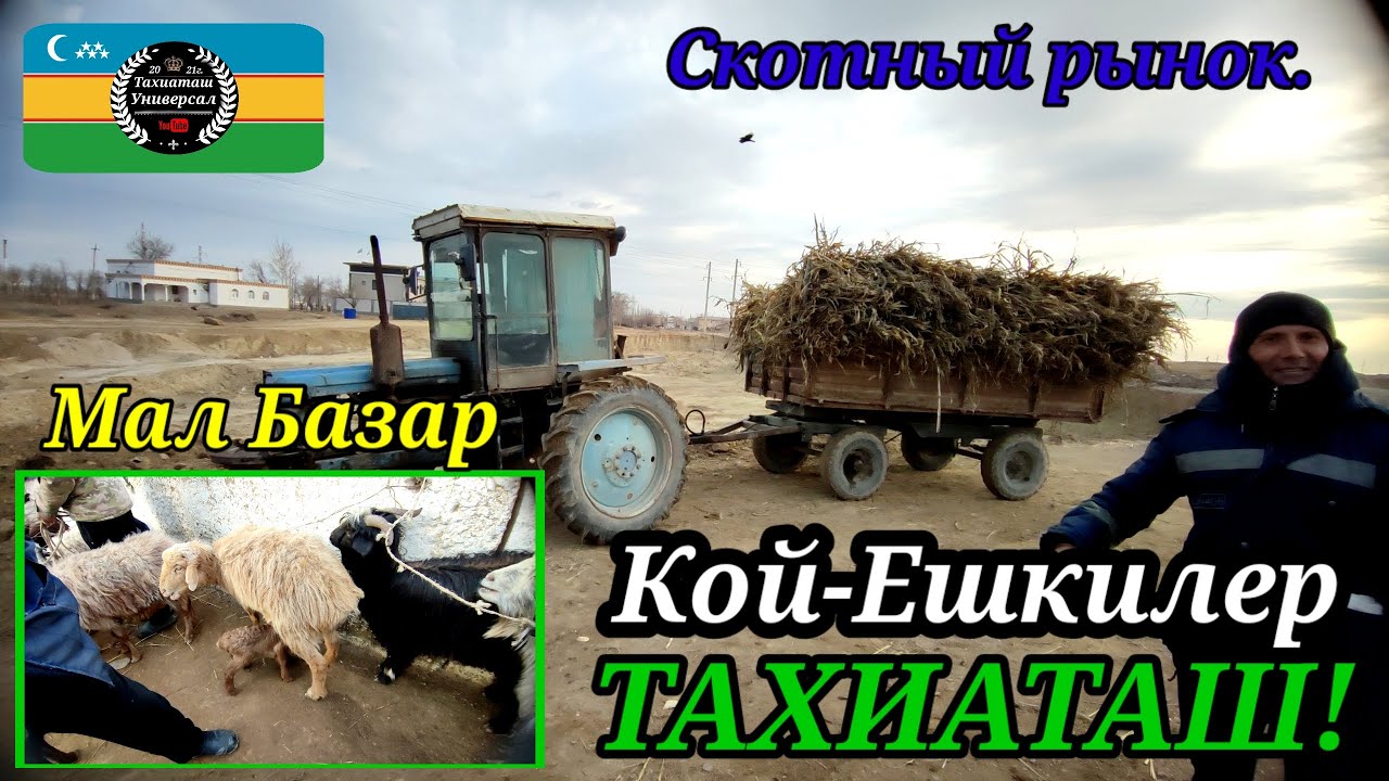 МАЛ БАЗАР СКОТНЫЙ РЫНОК #тахиаташ#каракалпакистан#бахалары#цены#кошкар#кой#ешки#козы#ылак#шоп#жем