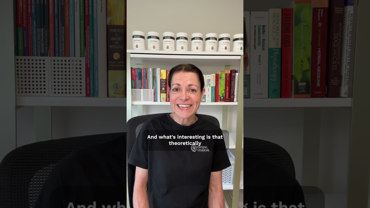 What Supplements Are Best for Dogs with Pancreatitis?