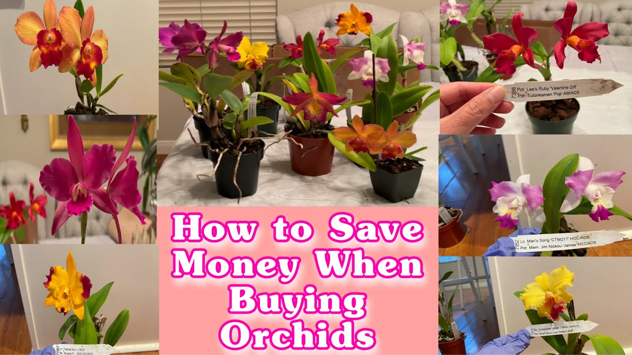 How To Save Money When Buying Orchids|Sunset Valley Orchids Haul|#OrchidsHaul #planthaul #plantita