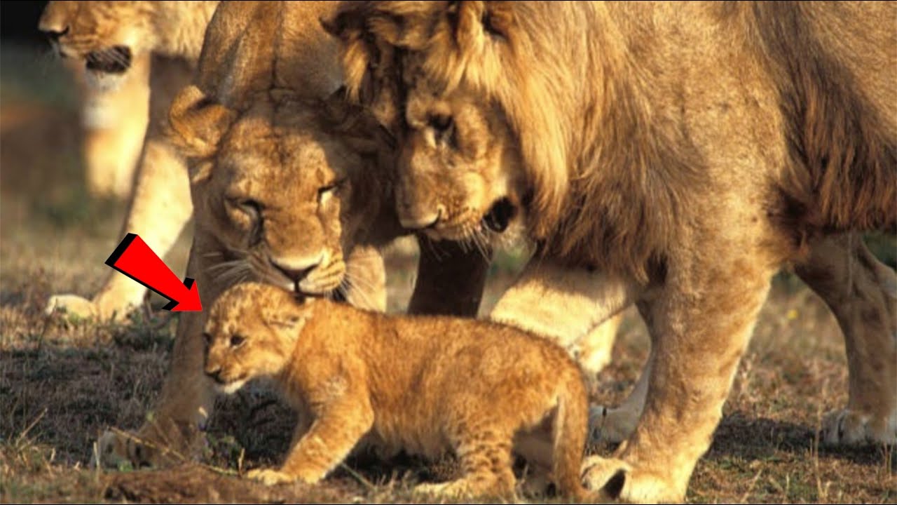 Father Lion Meets His Newborn Cub But What Happened to This Lion Cub's Legs? Serengeti National Park