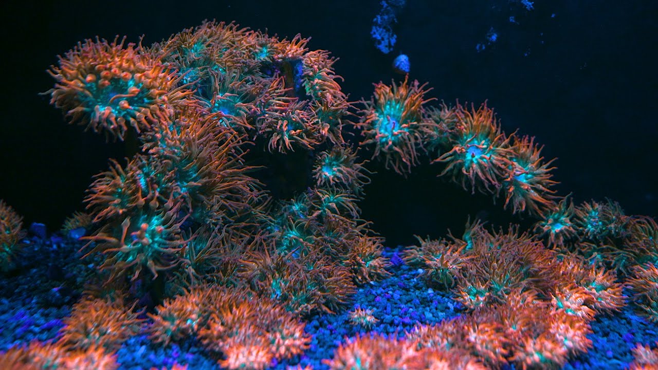 Stock Spotlight: ECC Rainbow Bubble Tip Anemone