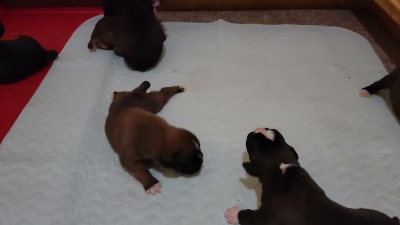 future pups 11 10 23
