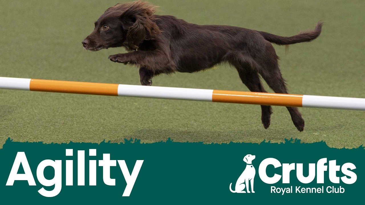 Agility - Crufts Singles Heat - S/M/I/L - Agility - Part 2 | Crufts 2026