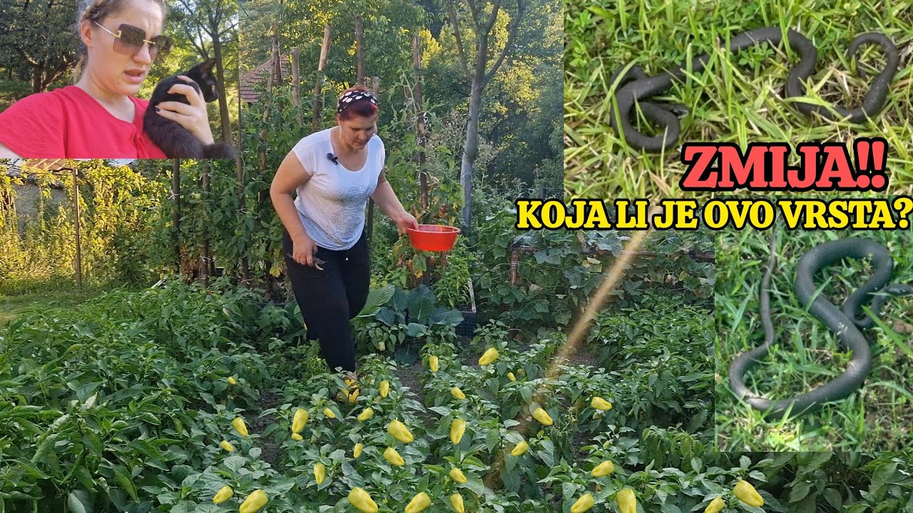 ZMIJA! Sakrila se ovdje zamalo da stanemo na nju❗️😮