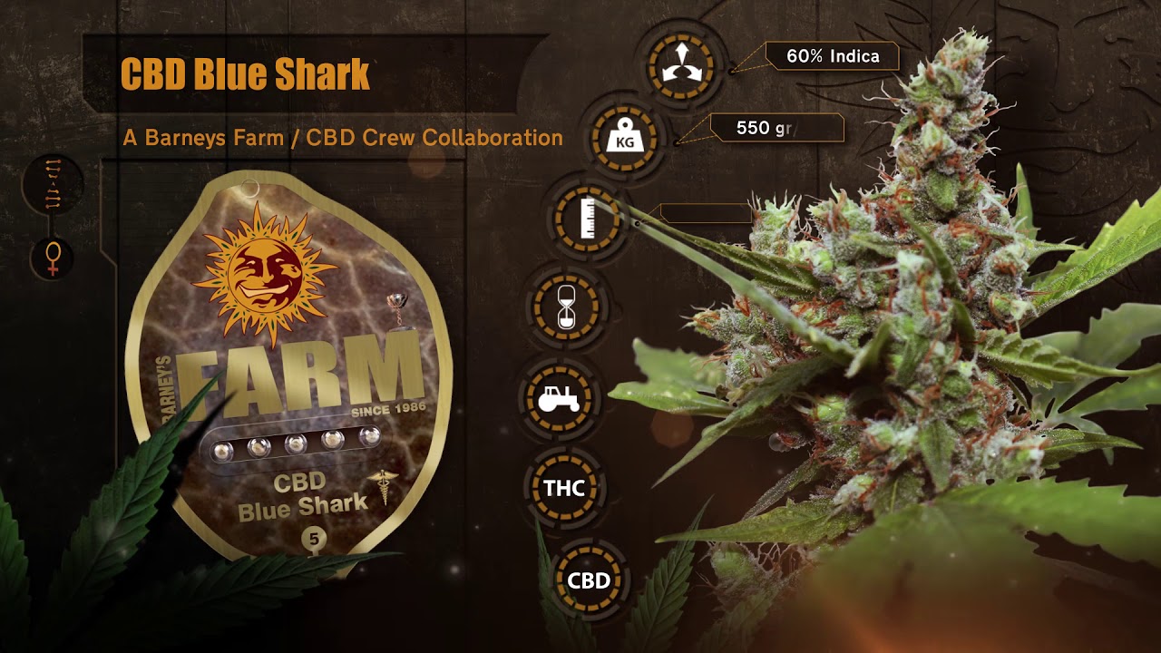 CBD Blue Shark