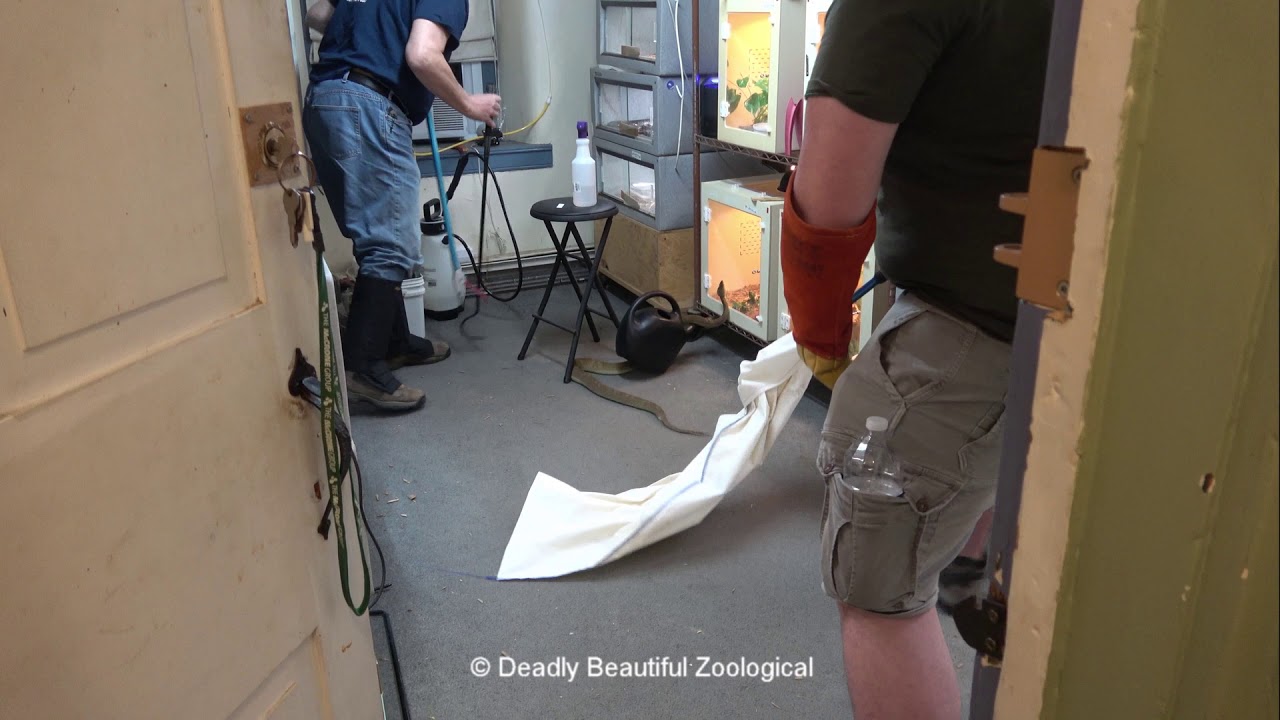 The Bothrops Incident