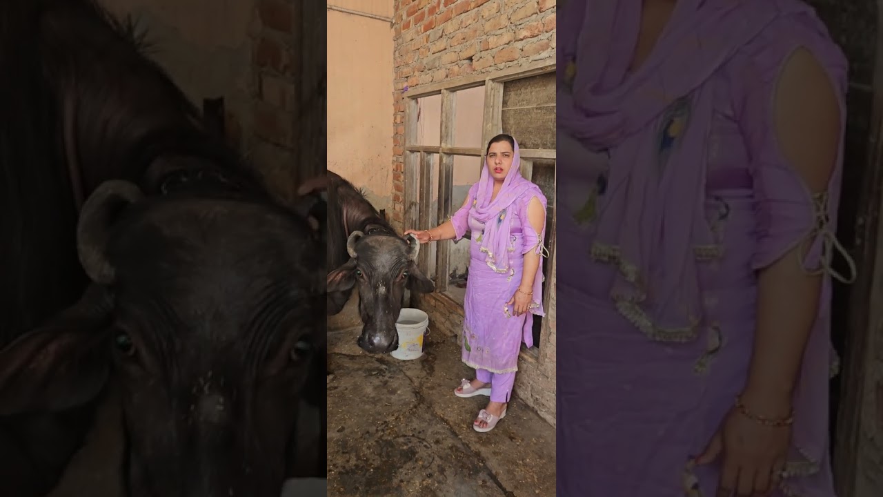 आज घर का काम कर के हमें गये सोनीपत desi# #harayanvi #voieg #viral #video #toptrending#sudhirkuhar# 