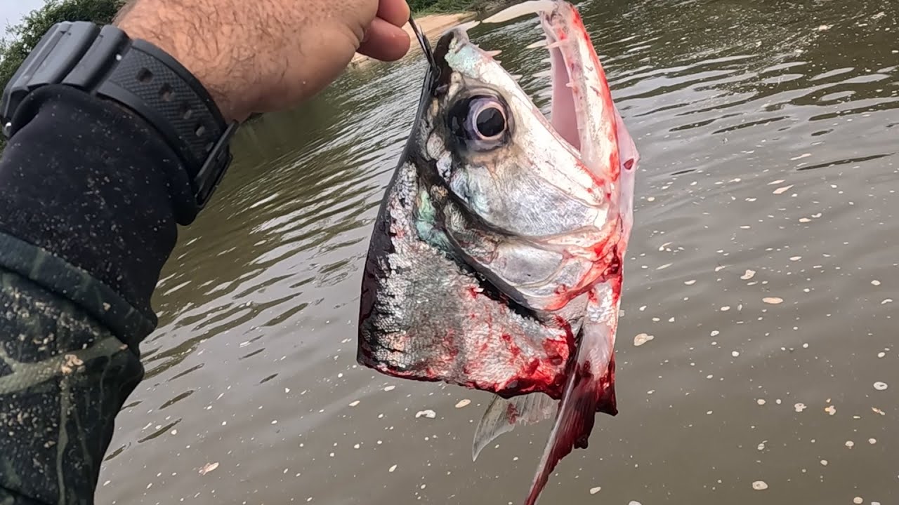 Imagina o Tamanho da Fera, pra comer essa isca!