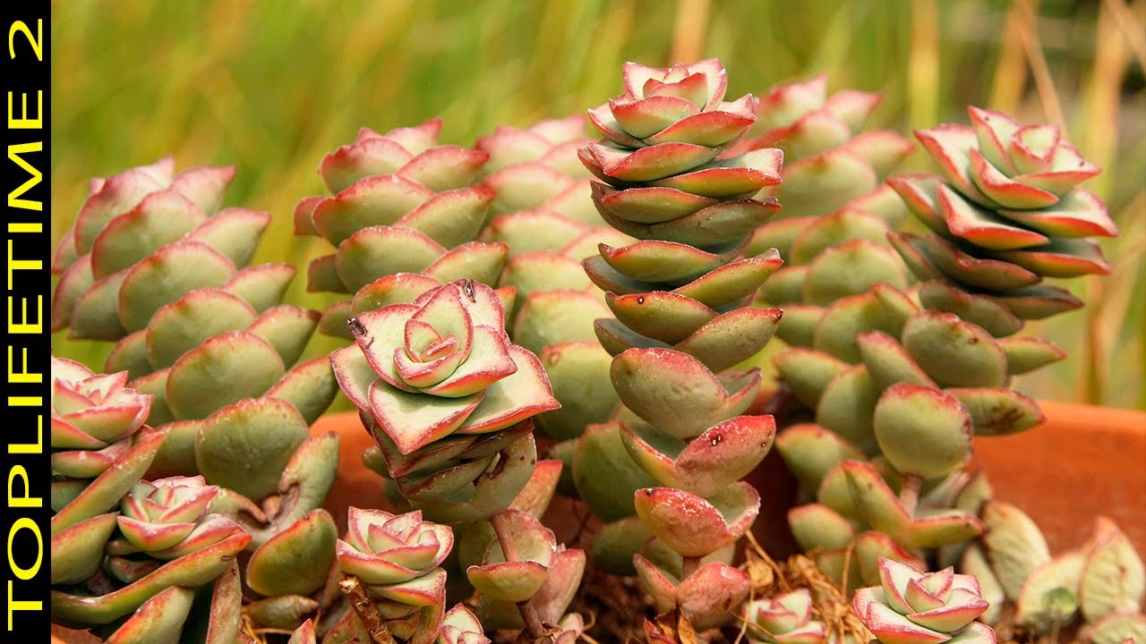 12 Crassulas Más Hermosas Del Mundo