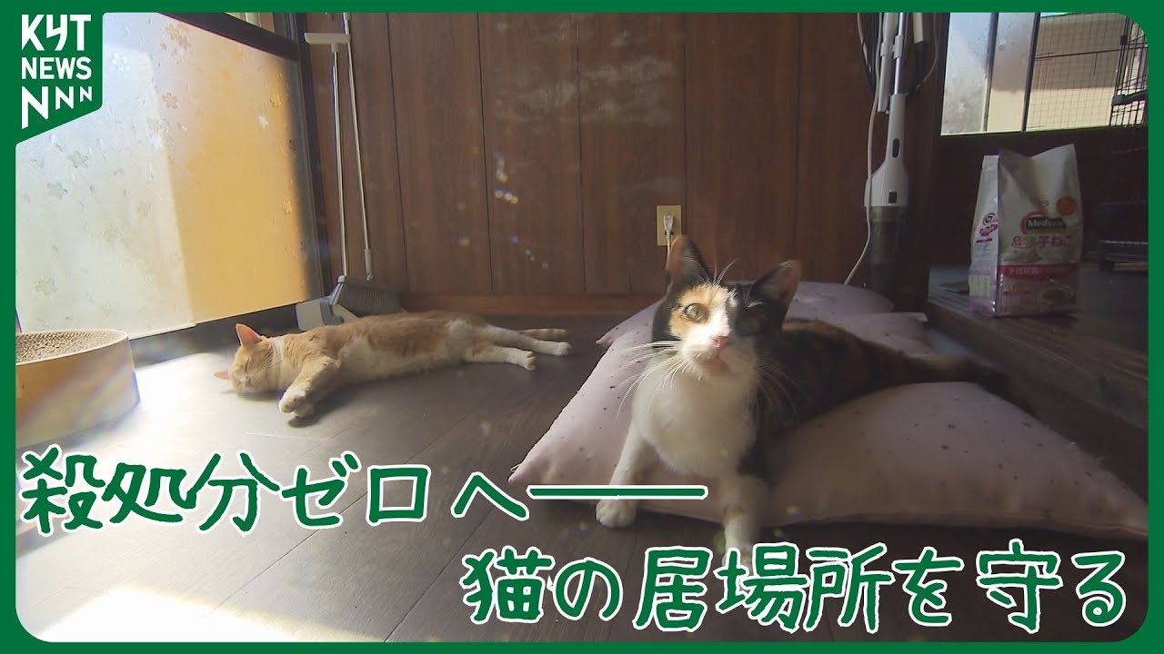 【ネコハラ】マンゴー農家の女性が続ける“地域猫活動”「かわいそうな猫をなくしたい」200匹を新しい家族の元へ　活動実り…行政も地域猫活動に前向きに