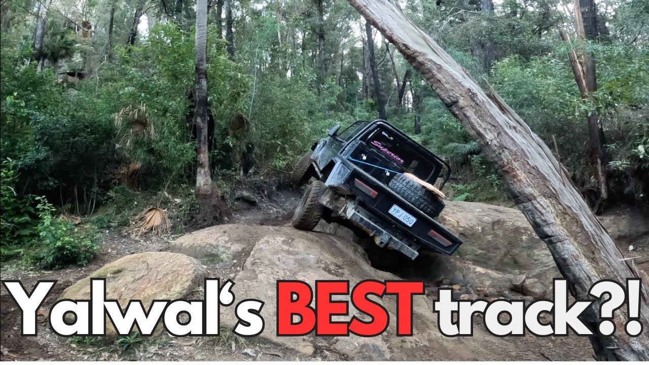 Infamous Monkey gum Firetrail