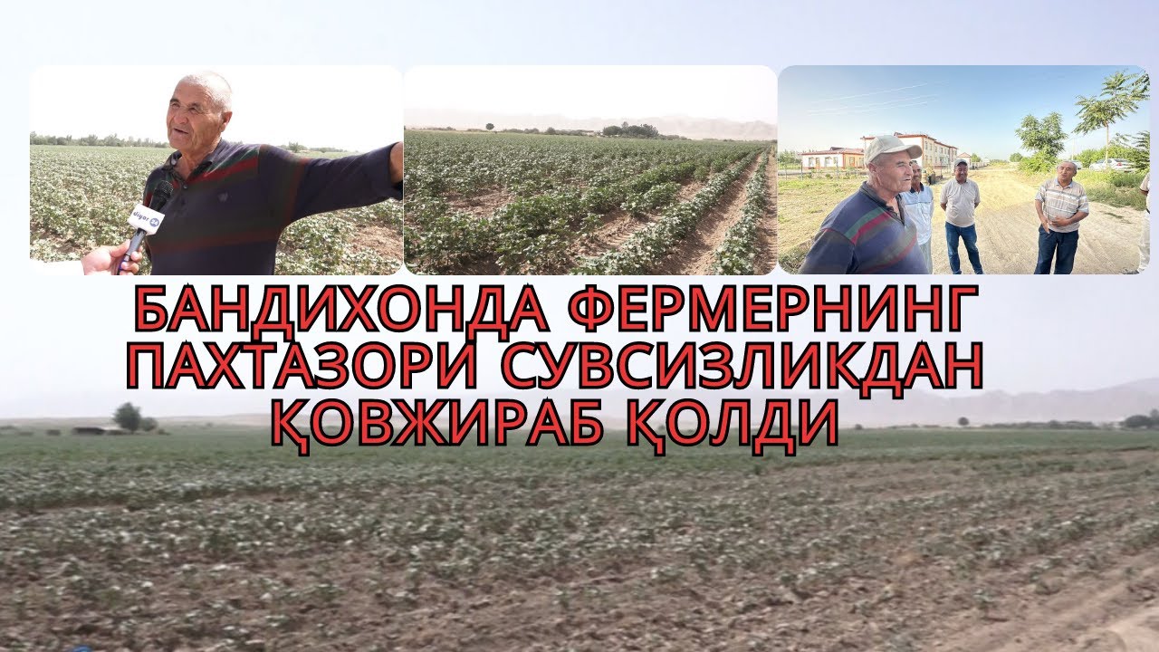 Бандихонда фермернинг пахтазори сувсизликдан қовжираб қолди