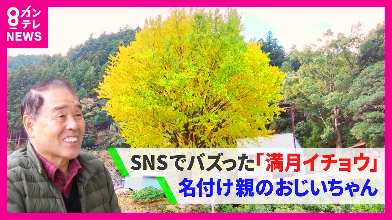 【SNSでバズらせたおじいちゃん】樹齢100年の「満月イチョウ」かつて林業で栄えた町に集う笑顔　徳島・神山町のシンボルツリー〈カンテレNEWS〉