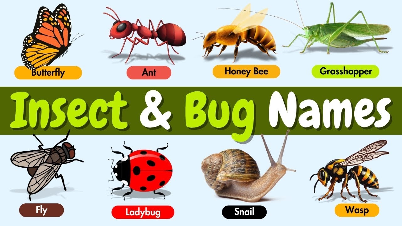 Insect and Bug Names for Kids 🐞🦋 | Learn Creepy Crawlies with Fun Facts & Pictures