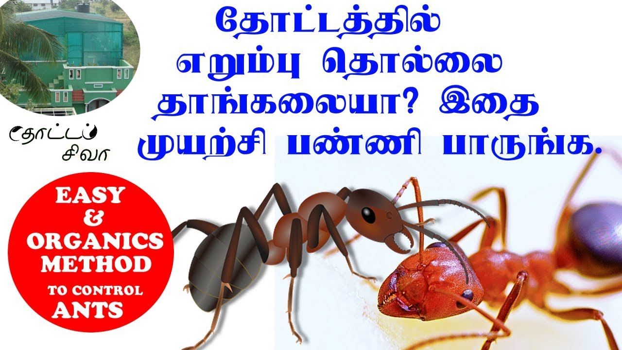 எறும்பு தொல்லை தோட்டத்தில் அதிகமா இருக்குதா? இதை ட்ரை பண்ணி பாருங்க. எறும்பு ஓடி விடும் !!!