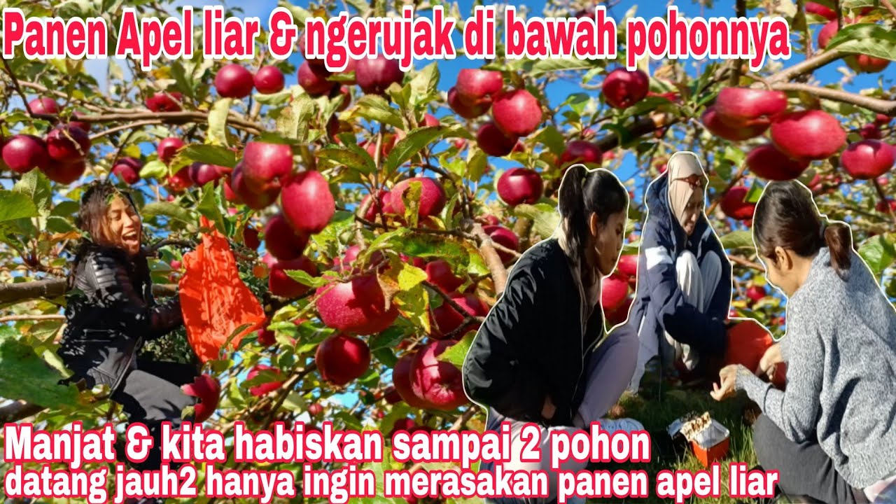 Panen apel liar Merah hijau di pinggir jalan kita habiskan sampai 2 pohon ngerujak di bawah pohonnya