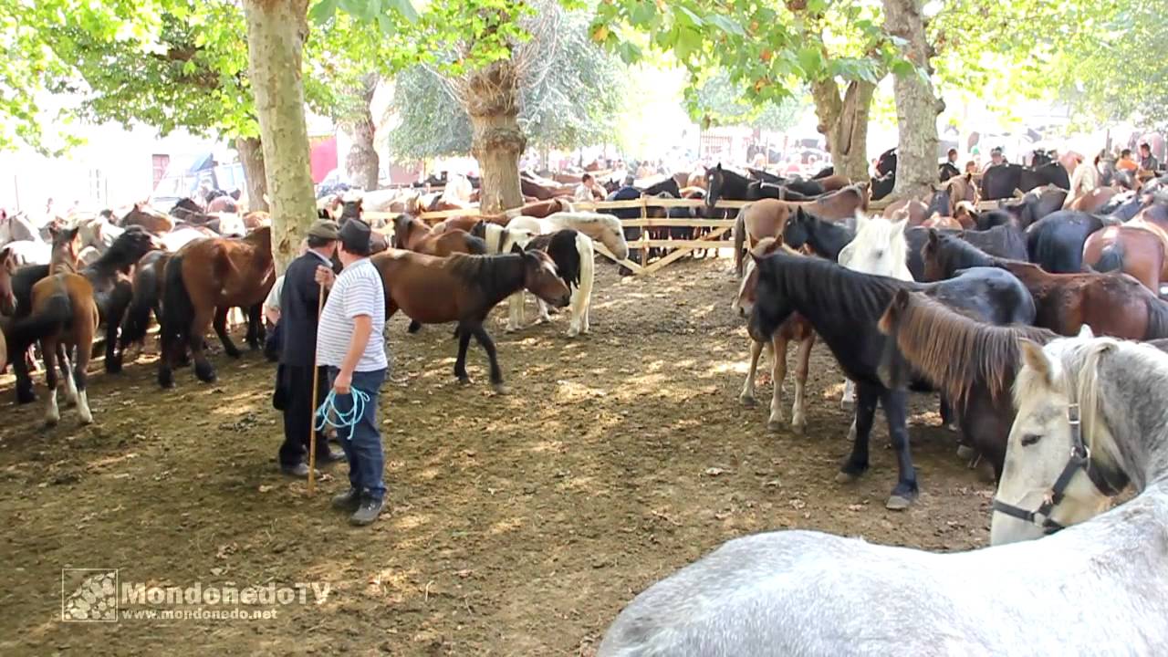 As San Lucas 2011 - Feria de ganado