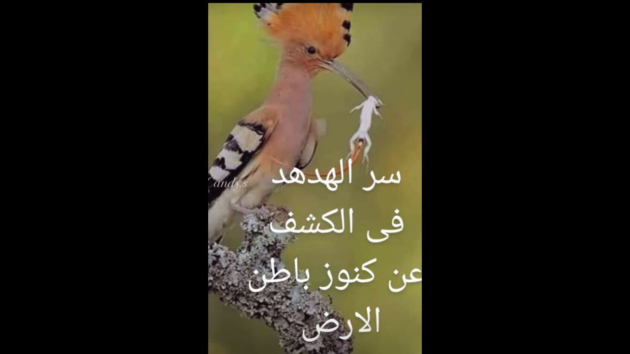 سر طائر الهدهد فى الكشف عن الكنوز والماء فى باطن الارض