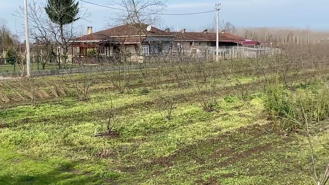 Tarım - Sıra sistemi Fındık