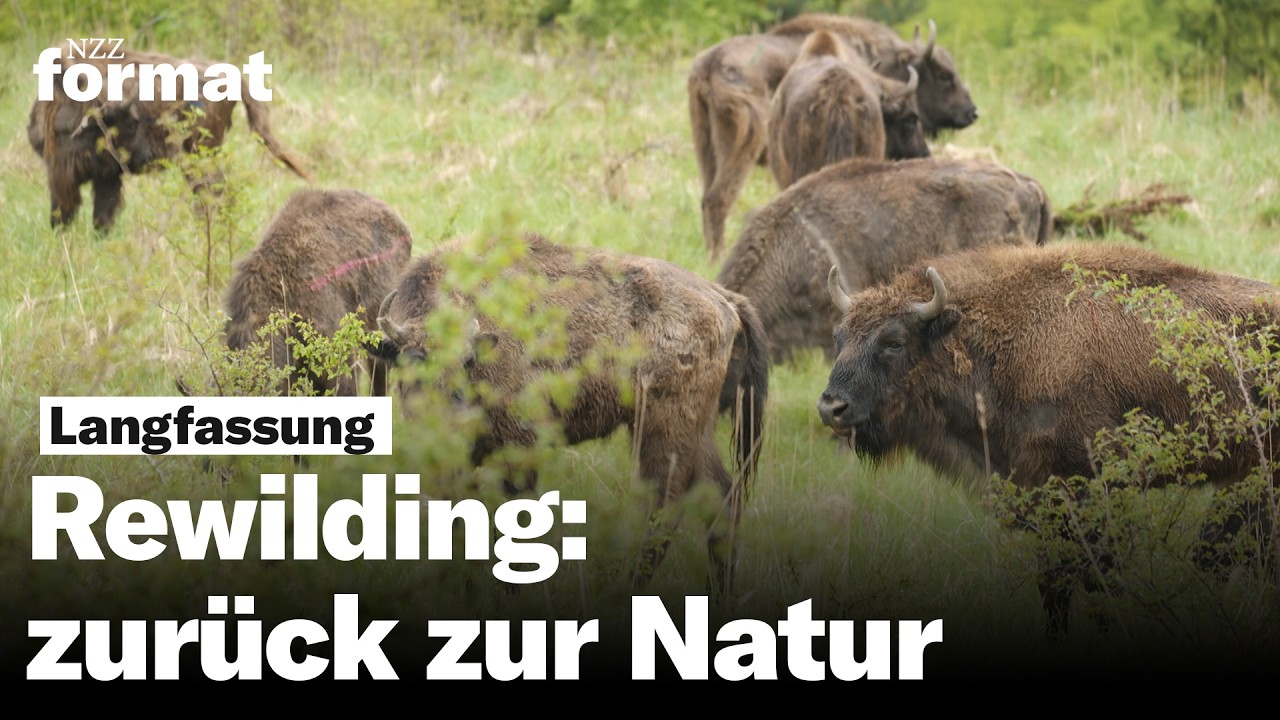 Projekt Rewilding: Die Rückeroberung der Natur | NZZ Format Doku Langfassung