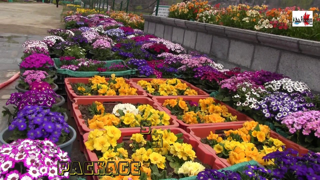 KASHMIR FAMOUS TULIP GARDEN 2019 OPENING DATE  HEAVEN , PARADISE