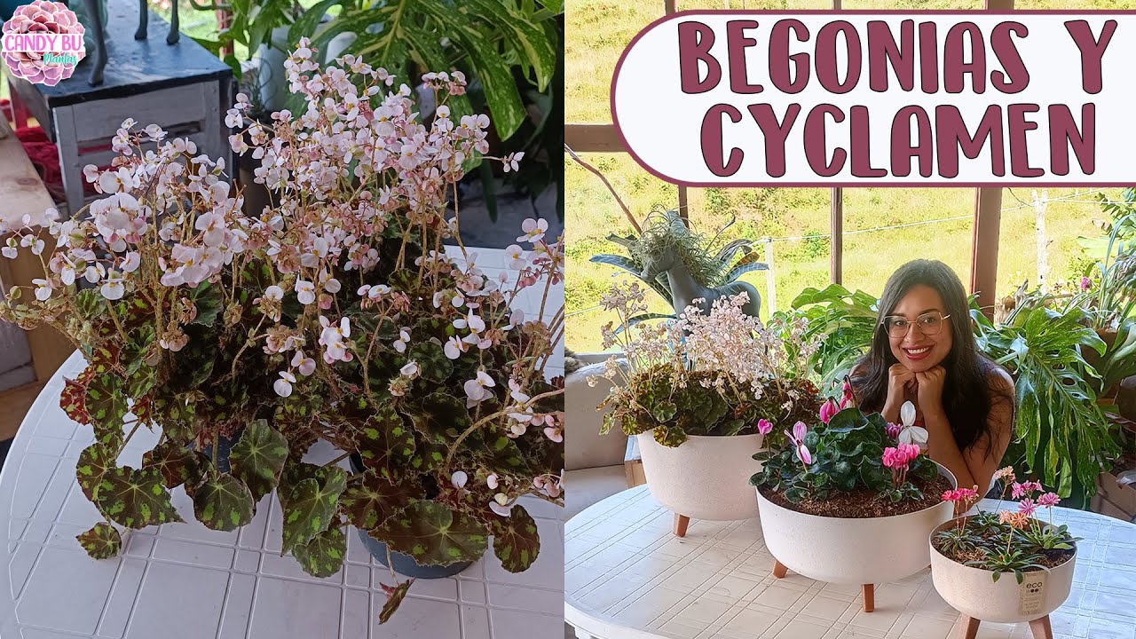 PLANTANDO BEGONIAS Y VIOLETAS DE LOS ALPES: CÓMO CUIDARLAS PARA QUE FLOREZCAN MÁS ABUNDANTE │Candy B
