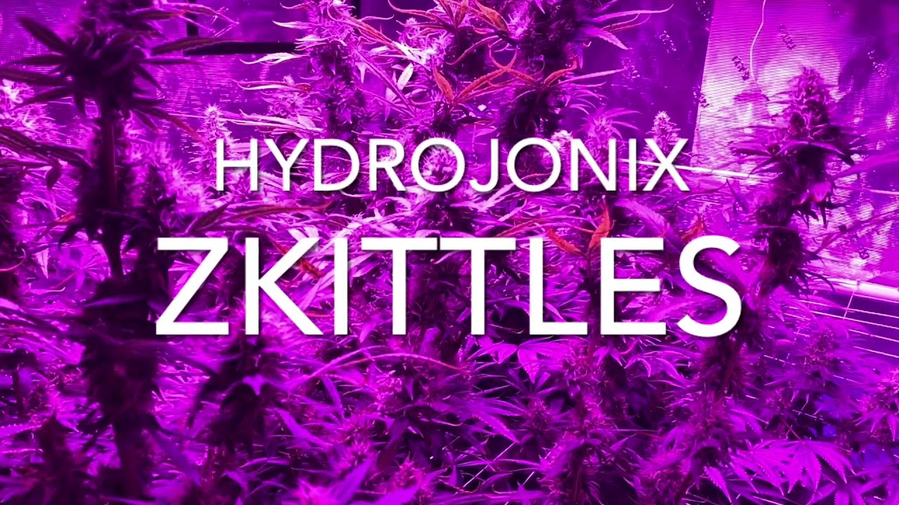 #Cannabis #Cultivator #Beginners | Zkittles | (Indica) | UPDATE | Week 6 Day 7 (Flower)