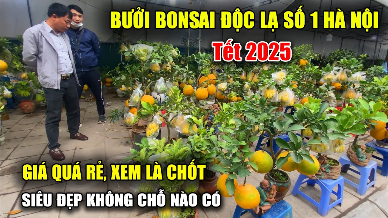 Tết Hà Nội 2025 - Bưởi bonsai độc lạ lên phố khách xem là chốt mua | Viet Nam Food