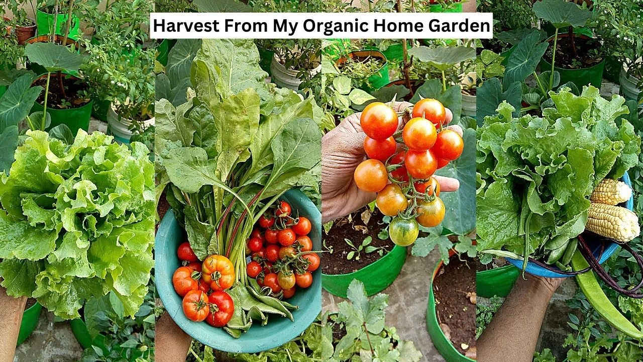 Fresh Organic Vegetables From My Home Garden | கீரை தம்பட்ட அவரை  அறுவடை #harvest