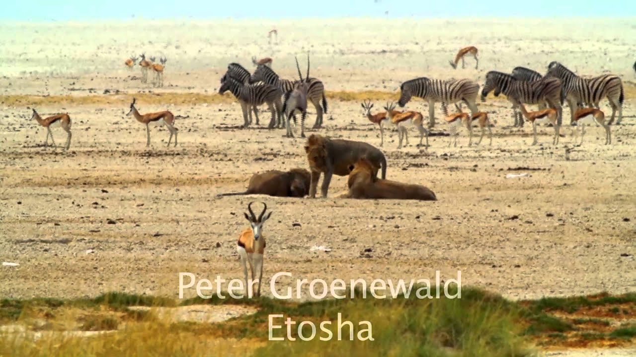 Etosha Lions at Okondeka