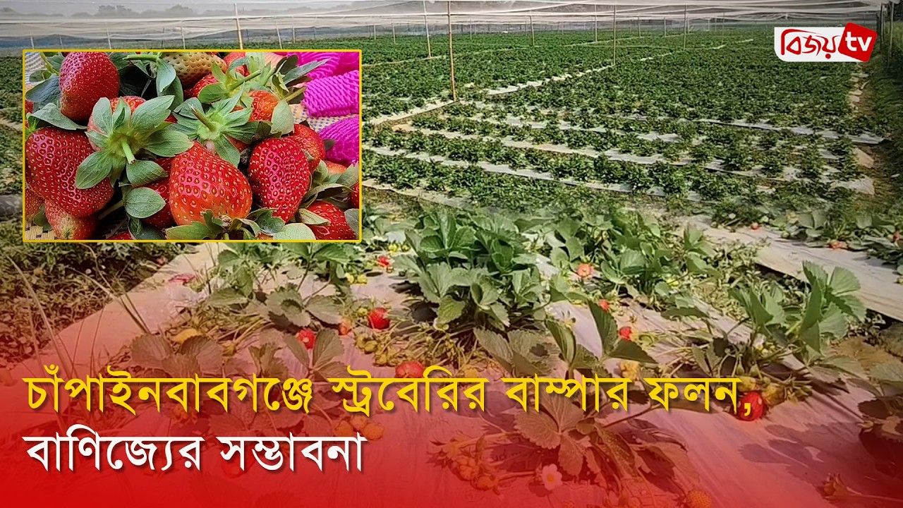 চাঁপাইনবাবগঞ্জে স্ট্রবেরির বাম্পার ফলন, বাণিজ্যের সম্ভাবনা | Bijoy TV