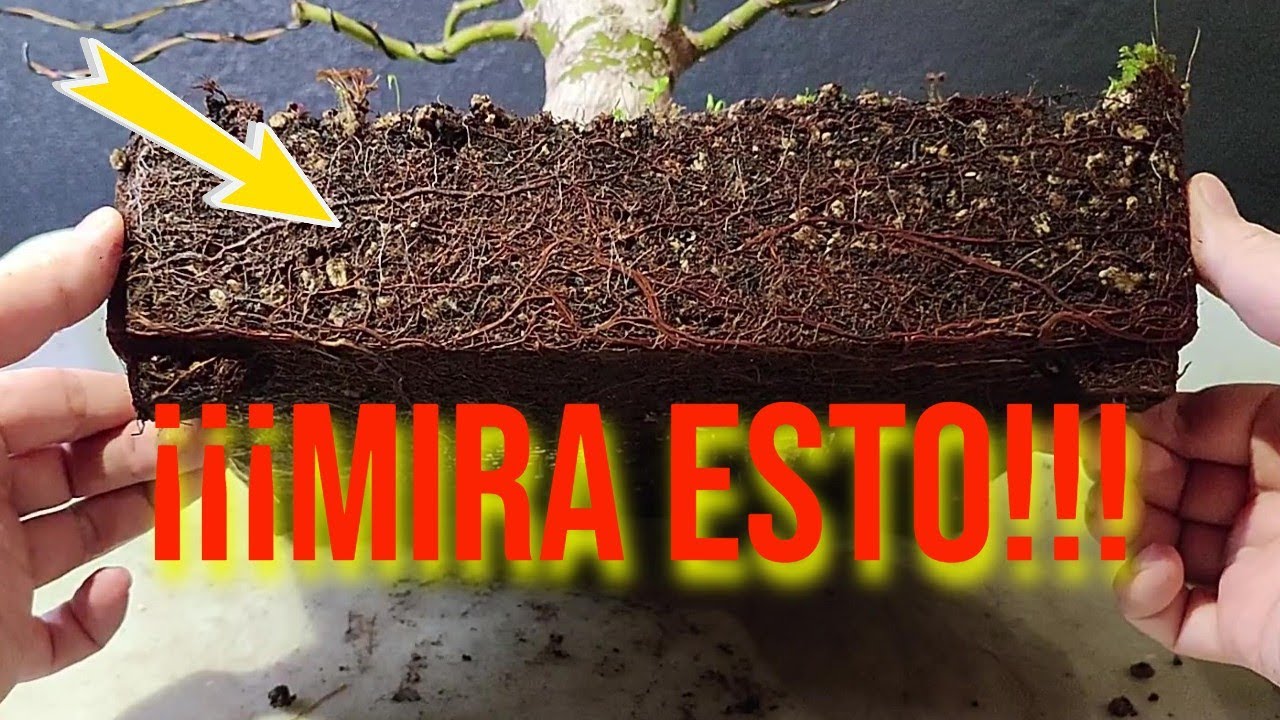 Cómo hacer un Bonsai con Material de Vivero - Acer Palmatum