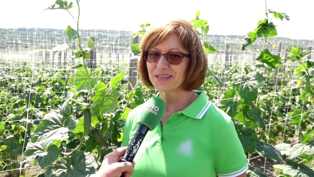 Cultivarea castraveților pe spalier