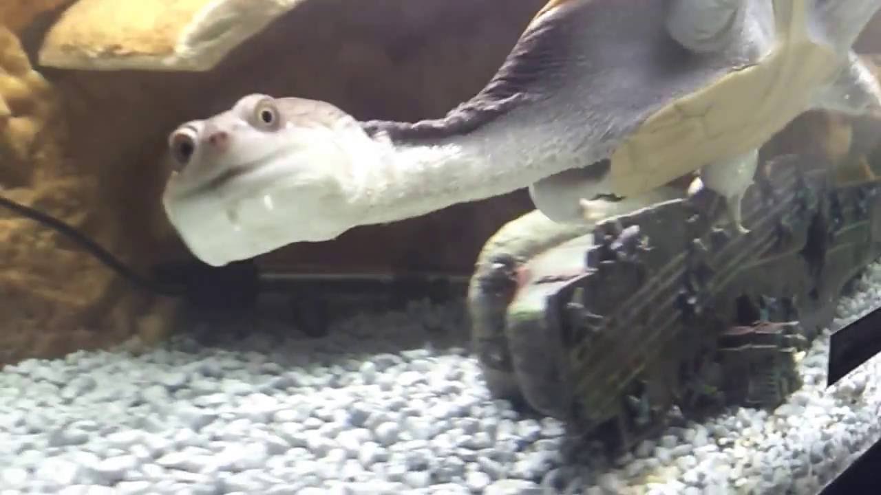 Australian Snake Neck turtle