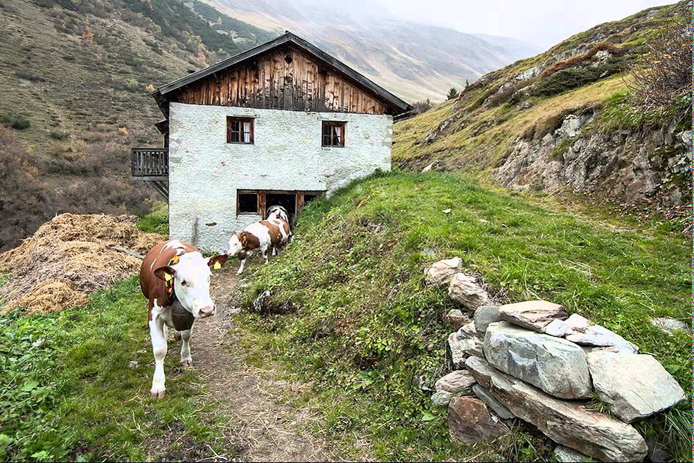 Jagdhausalm Almauftrieb - Almabtrieb