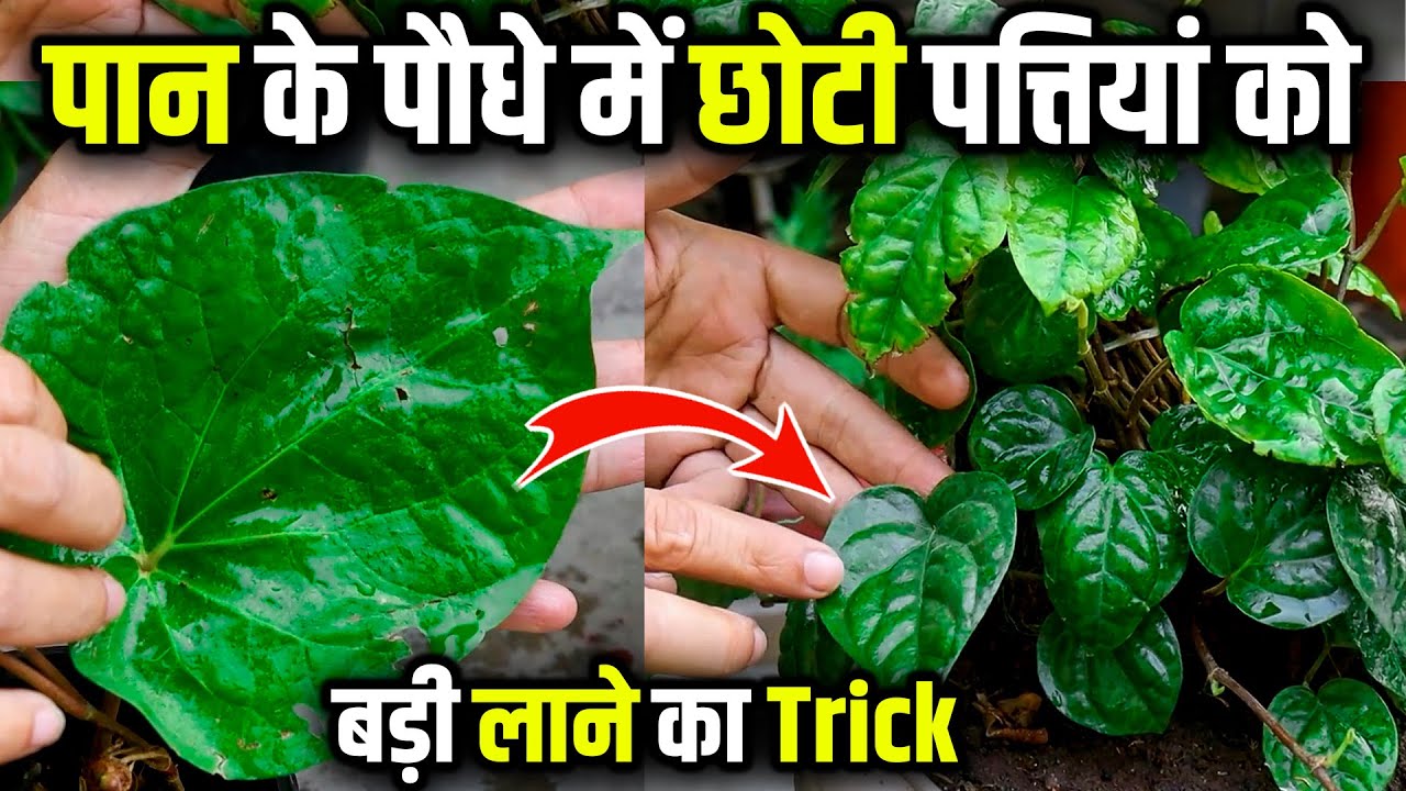 पान में पत्तियां छोटी आती है ये देखें | How to grow Betel Leaf Plant at Home and fertilizer