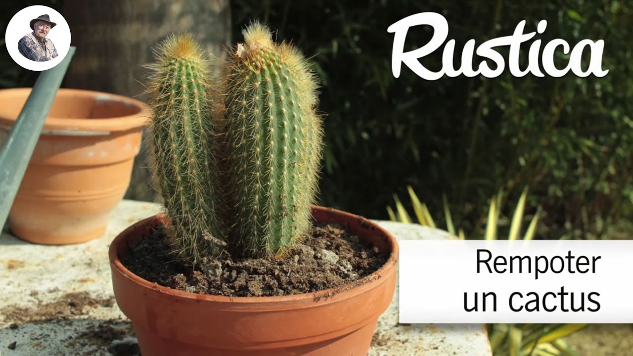 Réussir le rempotage des cactus