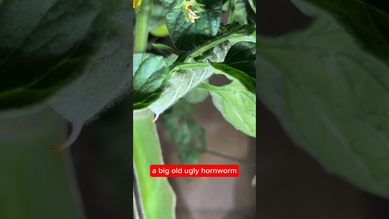 How To Find Tomato Hornworms - Do It After Sunset #organicpestcontrol #hornworm #summergarden