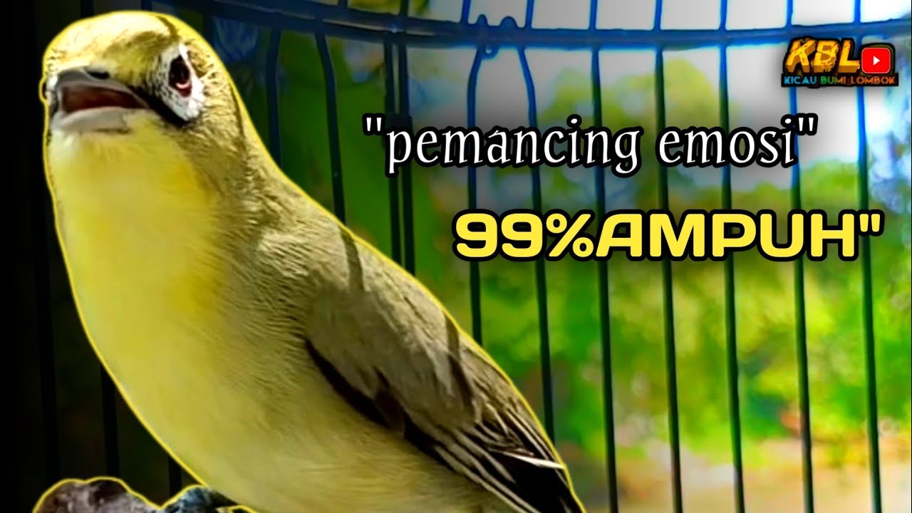 CIAK CIAK JOSS KECIAL KUNING AMPUH||PANCINGAN KECIAL MALAS BUNYI||