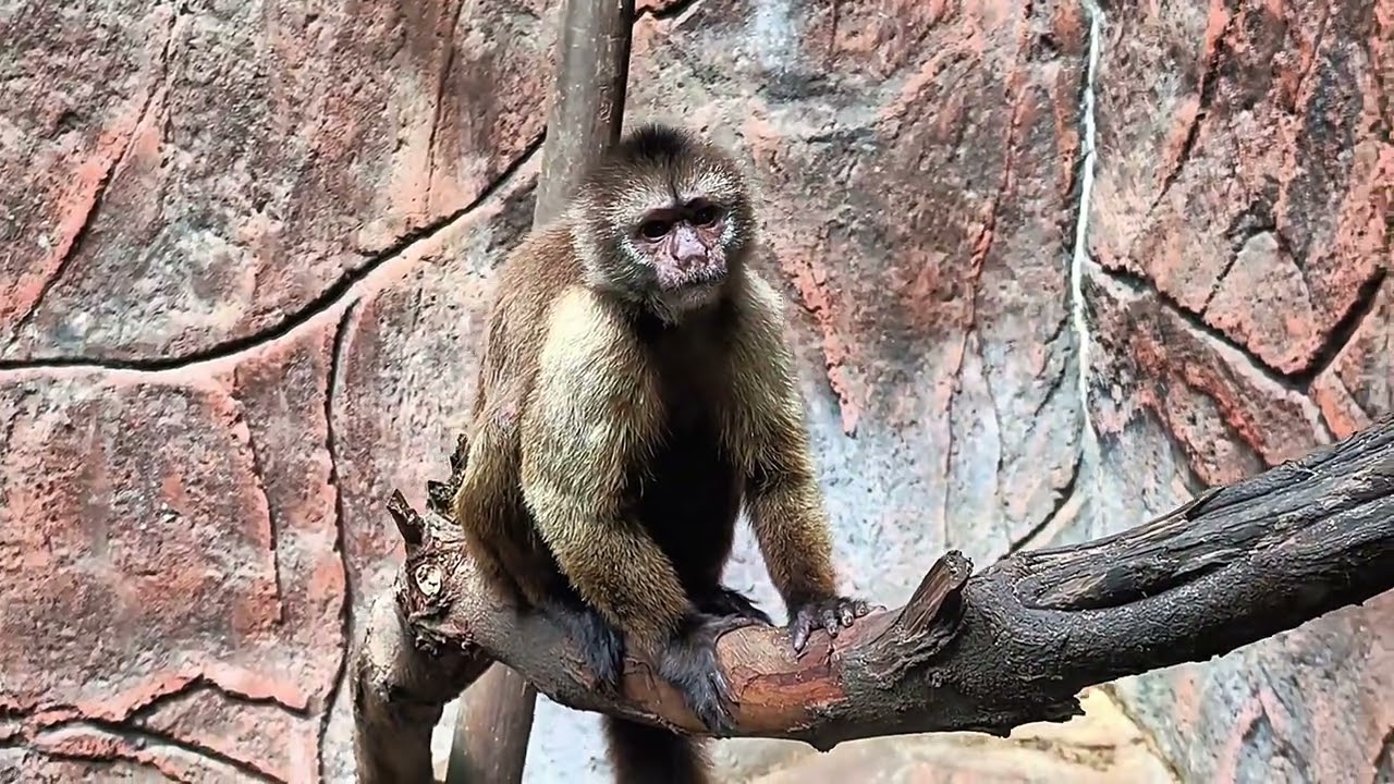 Capuchin Monkey love. 
