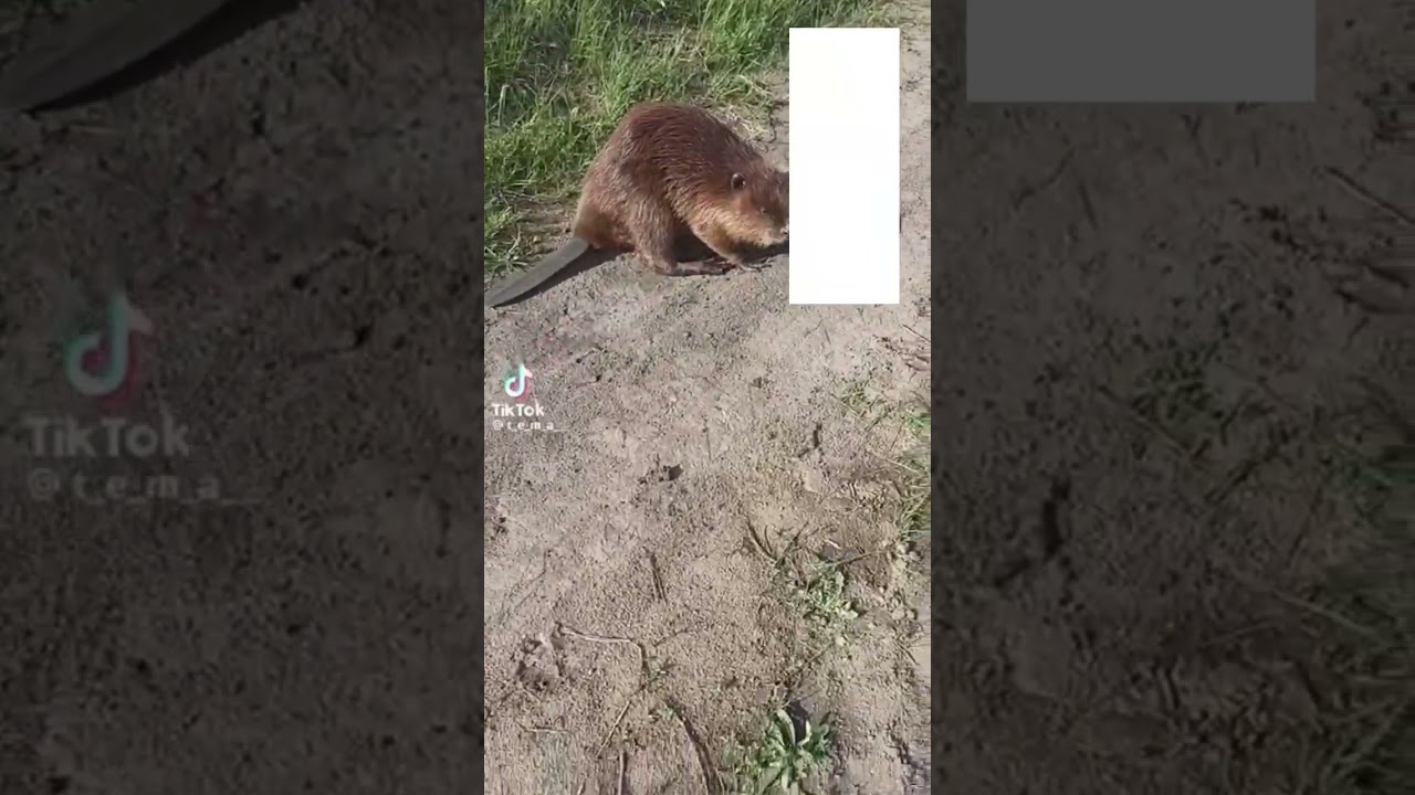 oy oy oy o bombito gansterito