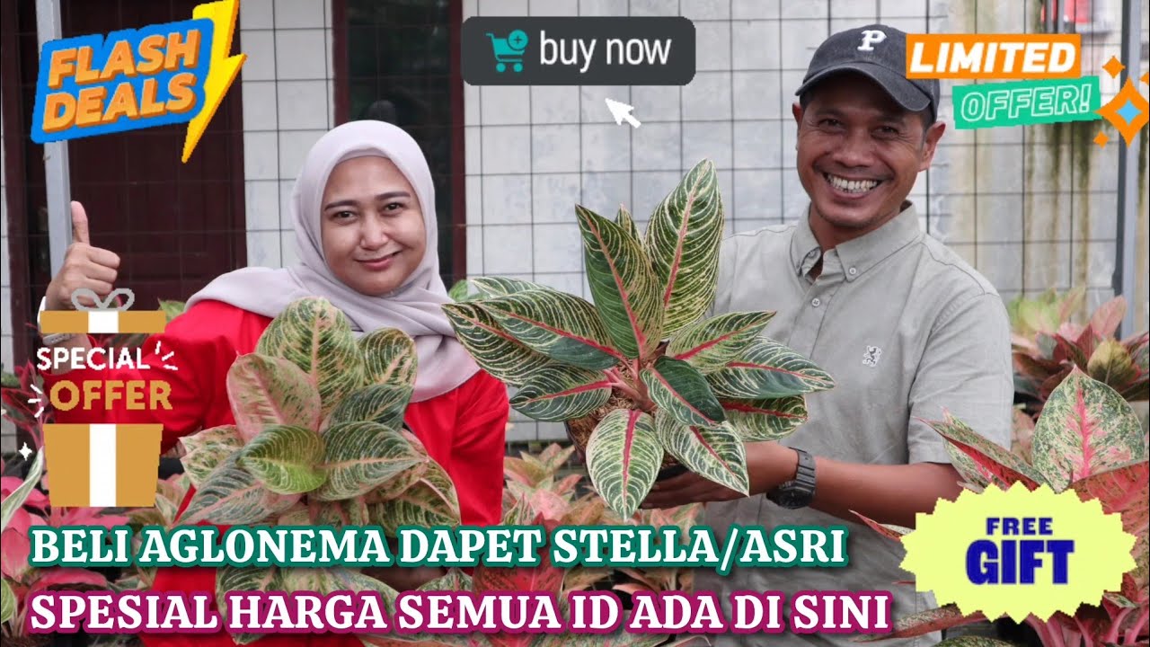 PROMO SPESIAL BELI AGLONEMA GRATIS STELLA/ASRI. SEMUA ID ADA DI SINI, GERCEP STOK TERBATAS. Eps 1579