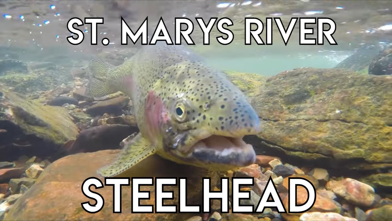 St. Marys River Fall Steelhead
