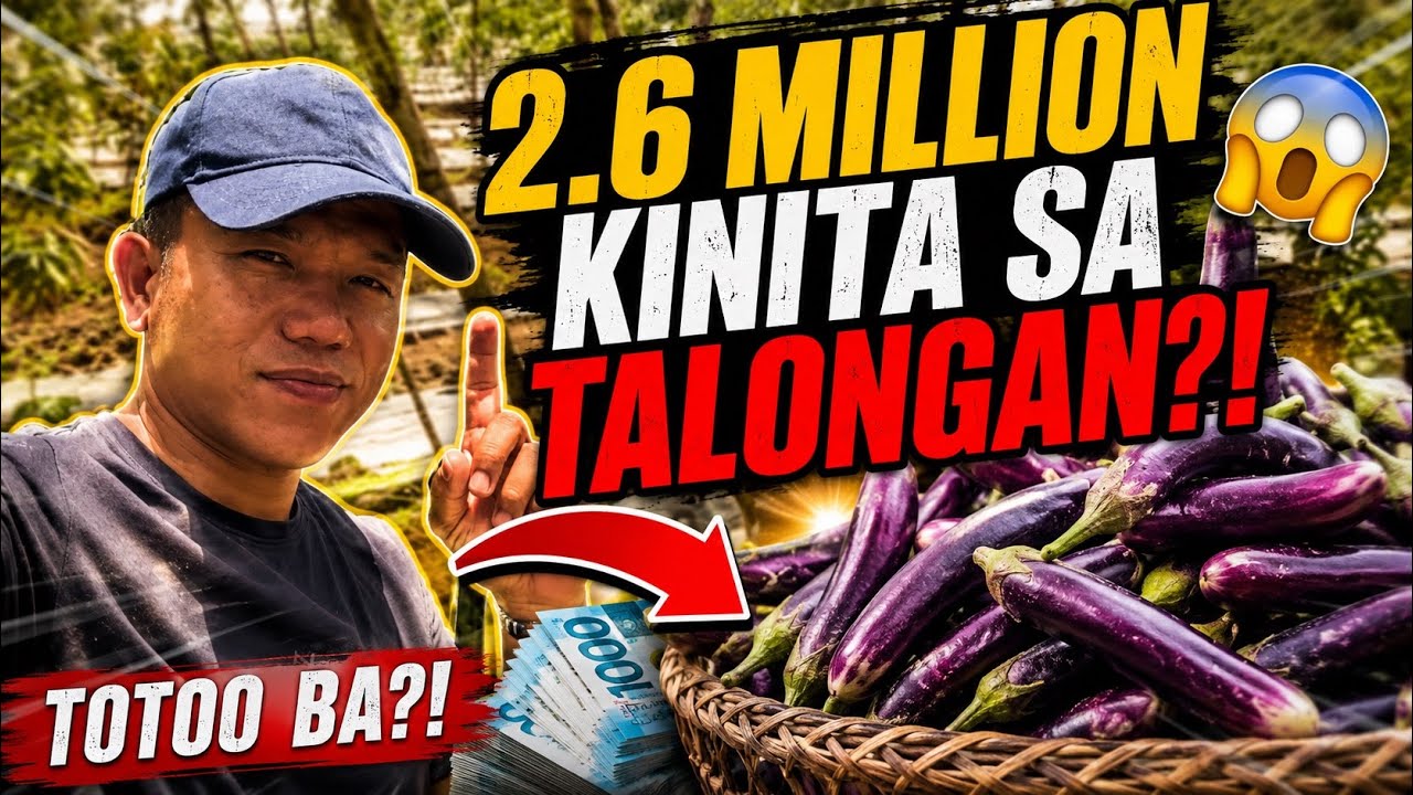 2.6 Million Kinita sa Talongan per month kakayanan ko kaya? Challenge Accepted #farming101  #talong