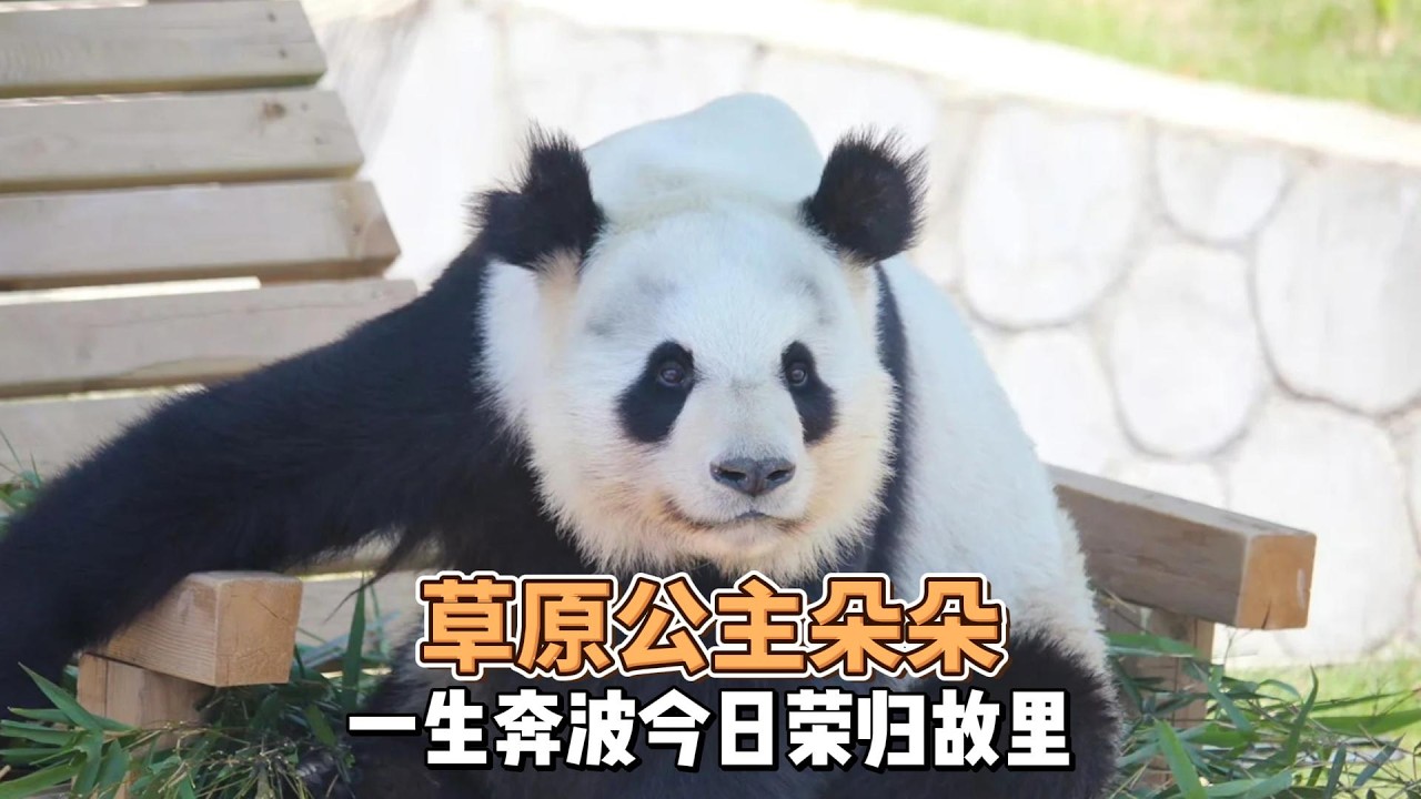 草原公主朵朵一生都在奔波，今日荣归故里回四川养老了。只愿回到老家的朵朵能做一只最幸福、最自在的大熊猫。