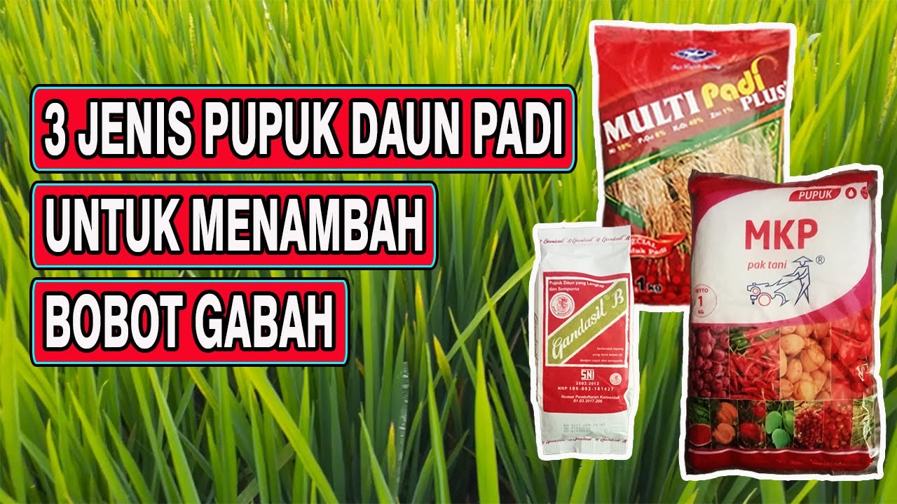 3 Jenis Pupuk Daun Padi Bunting Untuk Meningkatkan Bobot Gabah
