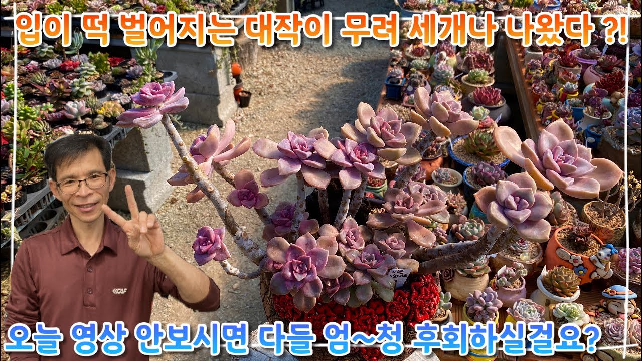 정말 역대급 분갈이가 나와버렸다 !! 한번에 대작이 무려 세개나 ?! 다육이를 좋아한다면 오늘 영상 안보면 평생후회 !! 어서들 구경오세요 !!!