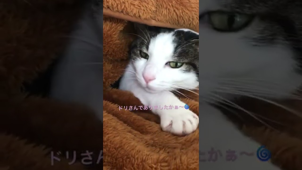小さな小さなクリームパンを発見‼︎ #猫 #ねこ #キジシロ #ニャンコ #shorts #kitten